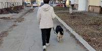 В Самарской области ограничат численность домашних животных - Волга Ньюс