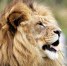 Владелец "Тайгана" Зубков, на которого напал лев, написал письмо из больницы - НИА Самара