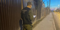 В Самаре бездомные псы напали на женщину, возбуждено уголовное дело - Газета Репортёр