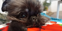 В Самарской области мэрия выплатит более 237 тыс. рублей за убитого брюссельского гриффона - ГТРК Самара