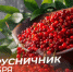 Народные приметы 5 сентября: что категорически запрещено делать в день Лупы Брусничника - ГТРК Самара