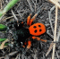 В Жигулевском заповеднике нашли краснокнижного паука - Самарская Газета