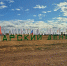 Собрали урожай: под Самарой прошел итоговый День поля - Волга Ньюс