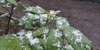 -2°C: В Самарской области с 26 сентября начнутся заморозки - ГТРК Самара