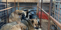 В Самарской области ввели карантин по бешенству - Комсомольская Правда Самара