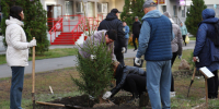 28 новых саженцев елей высадили на Аллее дружбы народов в Самаре - Администрация городского округа Самара