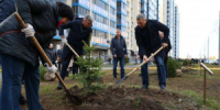 28 новых саженцев елей высадили на Аллее дружбы народов в Самаре - НИА Самара