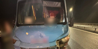 На трассе “Обход Тольятти” водитель микроавтобуса сбил лося - ТРК Скат