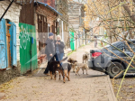 В Самаре у дома собачника дяди Вовы заметили полицию