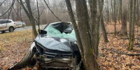 ДТП в Шенталинском районе: водитель LADA Granta наехал на лося и опрокинулся в кювет - Samaratoday.ru