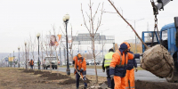 Более 100 каштанов высадили вдоль Московского шоссе и ул. Ново-Садовой в рамках осеннего озеленения - Волга Ньюс