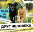 Свою семью ищут 120 кошек с котятами, свыше 70 собак и другие «хвостики». - НИА Самара