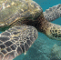 Тайны морской навигации: как черепахи Caretta caretta ориентируются в океане - ProGorodSamara.Ru