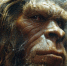 CEE: изменение климата сыграло важную роль в вымирании Homo floresiensis - ProGorodSamara.Ru