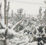 Стало известно, когда в Самаре откроются елочные базары - ГТРК Самара