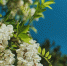 Robinia pseudoacacia: ученые Крыма открыли новый сорт «белой акации» - ProGorodSamara.Ru