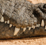Deinosuchus schwimmeri: в США представили убийцу динозавров во весь рост - ProGorodSamara.Ru
