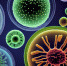 Nature Microbiology: почему люди пьянеют от собственных кишечных бактерий - ProGorodSamara.Ru
