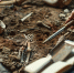 TAR: ученые обнаружили древний полностью сохранившийся скелет Homo habilis - ProGorodSamara.Ru