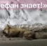 В Самаре лиса с признаками бешенства напала на людей в подъезде дома № 21 п. Мехзавод - ГТРК Самара