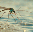 Systematic Entomology: ученые-генетики назвали эру, когда появились водомерки - ProGorodSamara.Ru