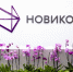НОВИКОМ обновил категории повышенного кешбэка - Волга Ньюс