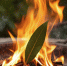 Достаю лавровый лист и чиркаю спичкой в марте — результат шокирует даже скептиков, воздух становится целебным - ProGorodSamara.Ru