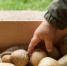 Сажаю только эти сорта картофеля — уже в начале лета копаю ведрами: соседи завидуют и просят раскрыть секрет урожая - ProGorodSamara.Ru