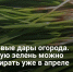 Первые дары огорода. Какую зелень можно собирать уже в апреле - Самарская Газета