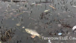 Самарский блогер снял на видео озеро Советского района после массовой гибели рыб