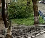 Упавшее в Самаре дерево убило ребенка