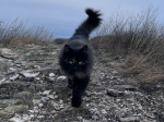 Кошка стала проводником на Молодецком кургане под Самарой