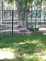 Спасение косули в городе Самаре