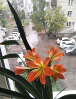 Врач-аллерголог Владимир Болибок предупредил, что некоторые сильно пахнущие домашние цветы способны спровоцировать мигрень, аллергические реакции и вазомоторный ринит.